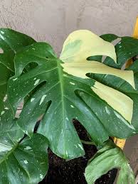 Variegated Monstera Deliciosa Live Cuttings From A Plant Similar To This Plant Indoors Out Perfect F In 2020 Plants Rare Plants Live Plants