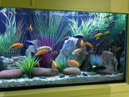 Freshwater Aquarium In A Hospital We Service The Addition Of Torpedo Beach White Gravel Really Brightened Fresh Water Fish Tank Nature Aquarium White Gravel