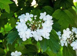 I fantasize about less lawn, too. 34 Native Plants For A Beautiful Garden Bob Vila
