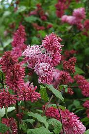 Image result for Syringa prestoniae