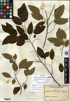 Image result for Maprounea