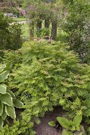 Sorbaria Sorbifolia Sem S Niedrige Fiederspiere Sem Garten Reiter Gmbh