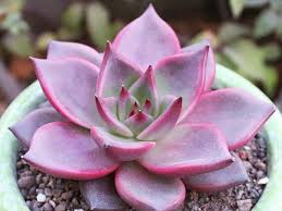 Pentru a scrie un review trebuie sa fii autentificat. Echeveria Agavoides Romeo Romeo Wax Agave World Of Succulents