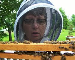 The Peace Bee Farmer: Move the Hives an Inch