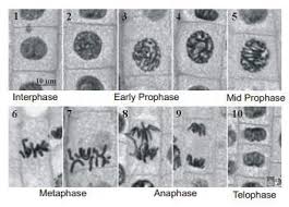 Check spelling or type a new query. 6 Microscopes 6 12 Onion Root Slides Mitosis Displays Mitosis In Onion Root Tip Cells Pdf Free Download