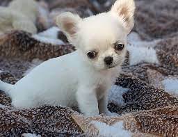 Teacup Chihuahua Great Pet Home Teacup Chihuahua Teacup Chihuahua Puppies Chihuahua Puppies