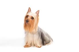 What is the temperament of the yorkie poo? Silky Terrier Dog Breed Information
