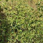 Image result for Helinus integrifolius