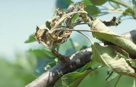 As soon as fire blight is discovered, prune off infected branches 1 foot below the diseased sections and burn them to prevent. Apple Diseases And Pests Description Uses Propagation