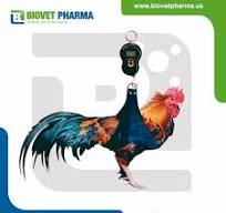 Digital Scale for Roosters & Hens - Balanza Digital con calzoneta