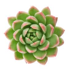 Maybe you would like to learn more about one of these? Echeveria Agavoides Red Tips Echeveria Succulents Plants