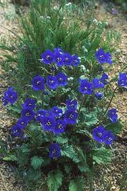 Image result for Hydrophyllaceae