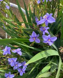 Image result for Aristea abyssinica