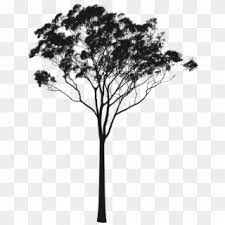Eucalyptus Or Gum Silhouette Australia Pinterest Australian Tree Silhouette Png Transparent Png Australian Trees Tree Silhouette Pine Tree Silhouette