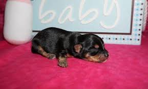 Although they are small, they are also very independent and have high energy levels. Chocolate Havanese For Sale Jacksonville Fl