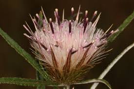 Image result for Dicoma anomala