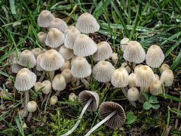 Image result for Coprinus sp.