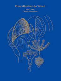 Image result for Floscopa leiothyrsa