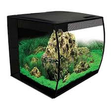 How Big Should A Betta Tank Be What Is The Best Tank Size For A Betta Fish We Ll Tell You The Recommended Mi Goldfish Tank Fresh Water Fish Tank Aquarium Kit