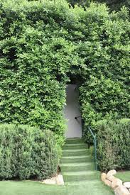 Image result for Ficus demeusei