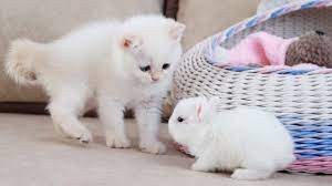 The cutest little face you ever did see! White Kitten And White Tiny Bunnies It S So Sute Youtube