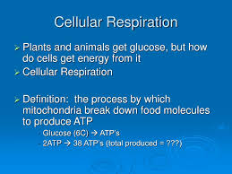 Check spelling or type a new query. Ppt Cellular Respiration Powerpoint Presentation Free Download Id 658548