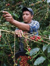 Guatemala is one of the largest coffee producers in central america and only comes second to mexico and honduras. Bitter Coffee Guatemala Danwatch