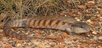 This lizard has a blue, ultraviolet tongue—here's why. Eastern Blue Tongue Lizard The Australian Museum