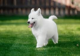 The white color in a german shepherd is recognized as a standars color within the gsd breed. The White German Shepherd Dog German Shepherd Country
