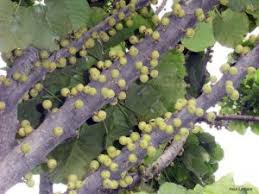 Image result for Ficus bubu