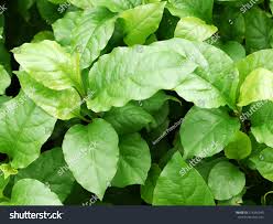 Image result for Plumbago zeylanica