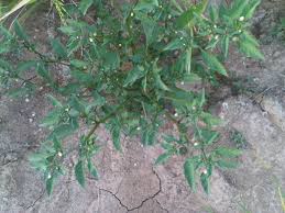 Image result for Physalis lagascae