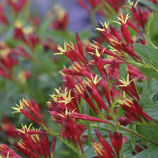 Image result for Spigelia