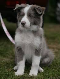 Blue Border Collie Medium Hair Dog Border Collie Puppies Collie Puppies Puppy Pictures