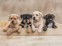 Give a pet the home they deserve. Rescue Dog Adoption Event Showfields Events Pulsd Nyc
