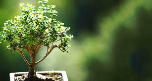 Learn to create bonsai from any plant. Bonsai Tree Care For Beginners Everything You Need To Know Proflowers Blog