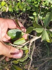 Image result for Boscia mossambicensis