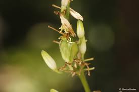 Image result for Chlorophytum krookianum