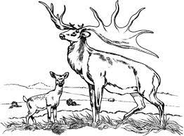 Here we can discuss coloring books and pages, deals on books and accessories, share our progress and completed • if you're here to self promote a book or coloring page (etc) please add the flair self promotion, and read the rules. Bull Elk And Baby Elk Coloring Pages Download Print Online Coloring Pages For Free Color Nimbus