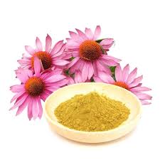 Echinacea Purpurea Extract (Coneflower) - Super Pansar Store