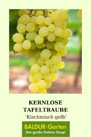 Kernlose Tafeltraube Kischmisch Gelb Baldur Garten In 2020 Trauben Erntezeit Pflanzen