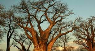 Maybe you would like to learn more about one of these? The Tallest Strongest And Most Iconic Trees In The World Travel Smithsonian Magazine