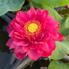 Image result for Lotus discolor