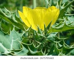 Image result for Argemone mexicana