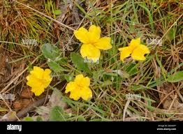 Image result for Goodeniaceae