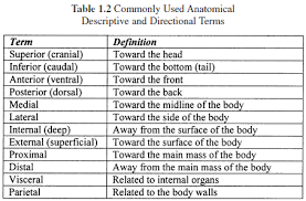 Anatomy Directional Terms Chart Www Bedowntowndaytona Com