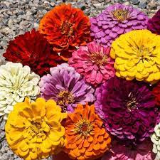 Zinnia flowers are loved for their bright bold colors that make outstanding statements in garden beds, containers and cut flower arrangements. Dahlia Flower Mix Zinnia