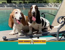 All loose skin and long ears! Welcome To Basset Buddies Rescue Of Texas