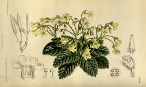 Image result for Agrocharis