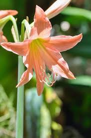 Image result for Amaryllidaceae